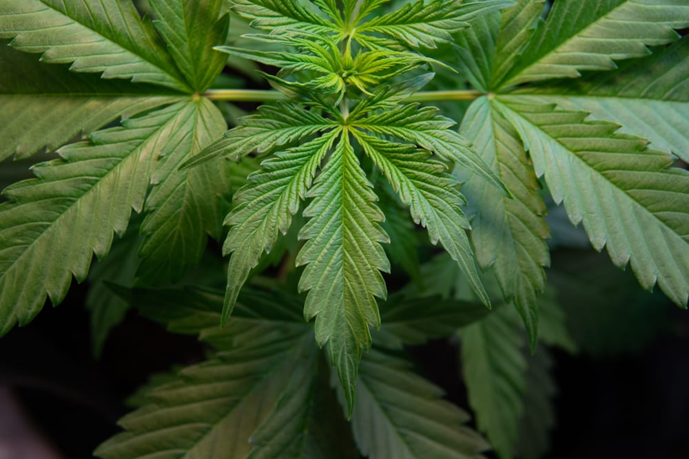 Wholesale Cannabis Marketplace Hits $1B Milestone