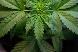 Wholesale Cannabis Marketplace Hits $1B Milestone