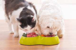 Why Pets Are Pulling Retail Innovation’s Leash