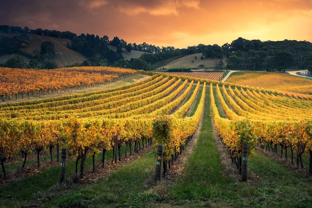 Australia Tells Wine Sector To Kick Its Late Payments Habit
