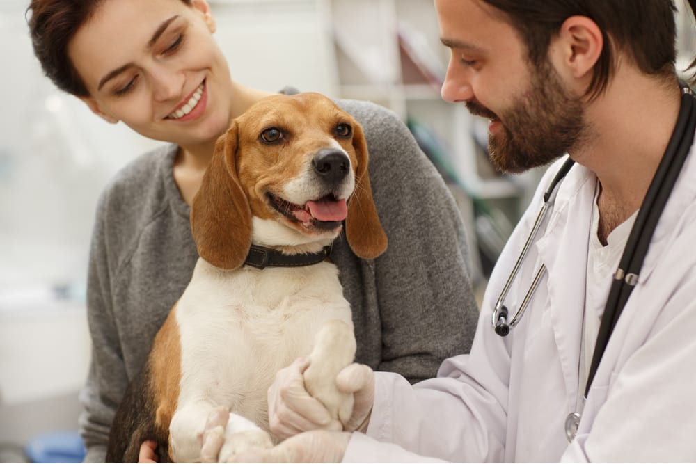 fuzzy pet care