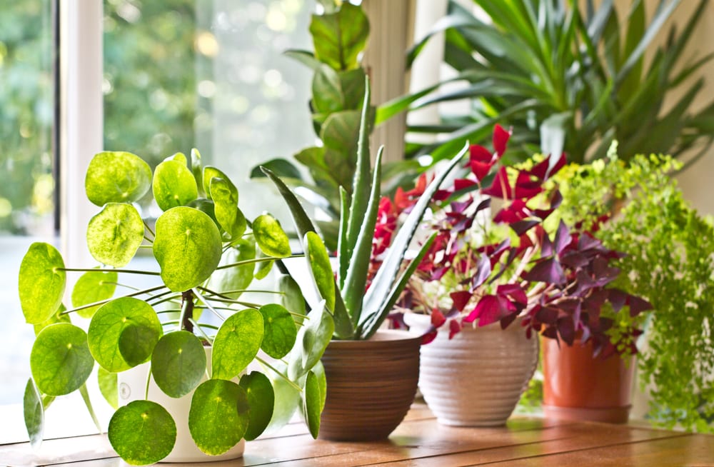 Sprouting An Online Plant Startup From An Idea