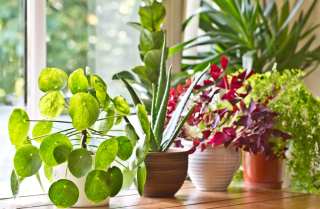Sprouting An Online Plant Startup From An Idea