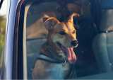 Building A Ridesharing App For Pets (And Their Owners)