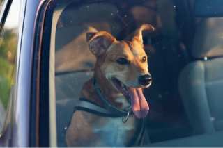 Building A Ridesharing App For Pets (And Their Owners)