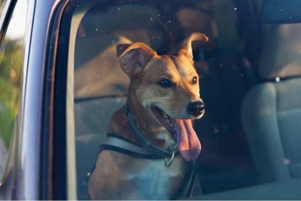 Building A Ridesharing App For Pets