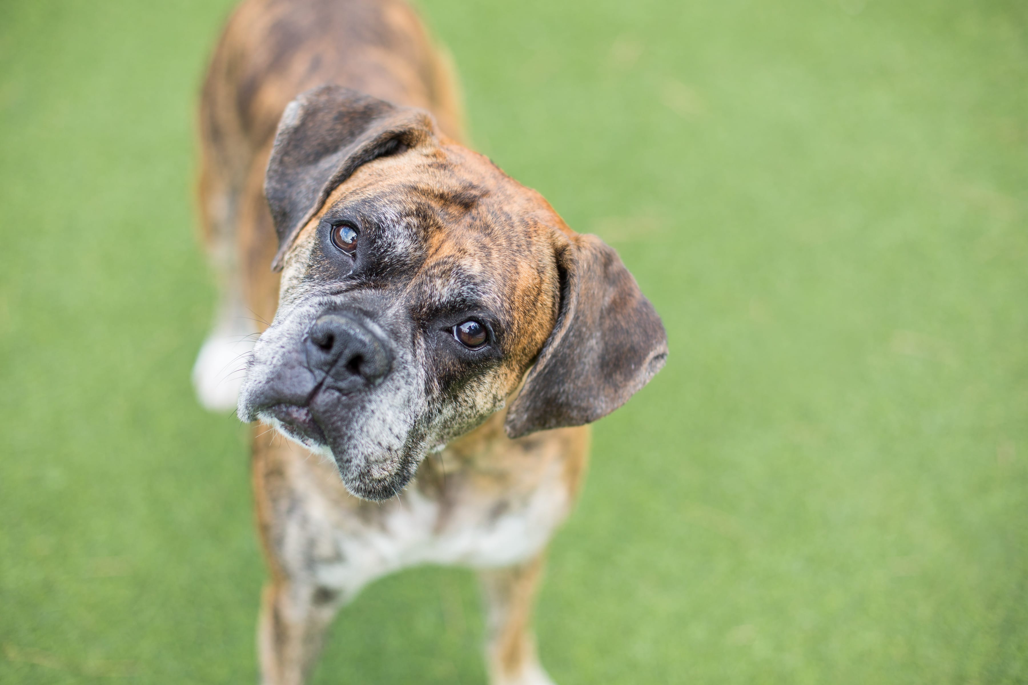 Redesigning Doggie Daycare With Customization