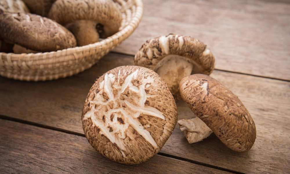 Sharing Plant-Based Snack Recipes Via eCommerce