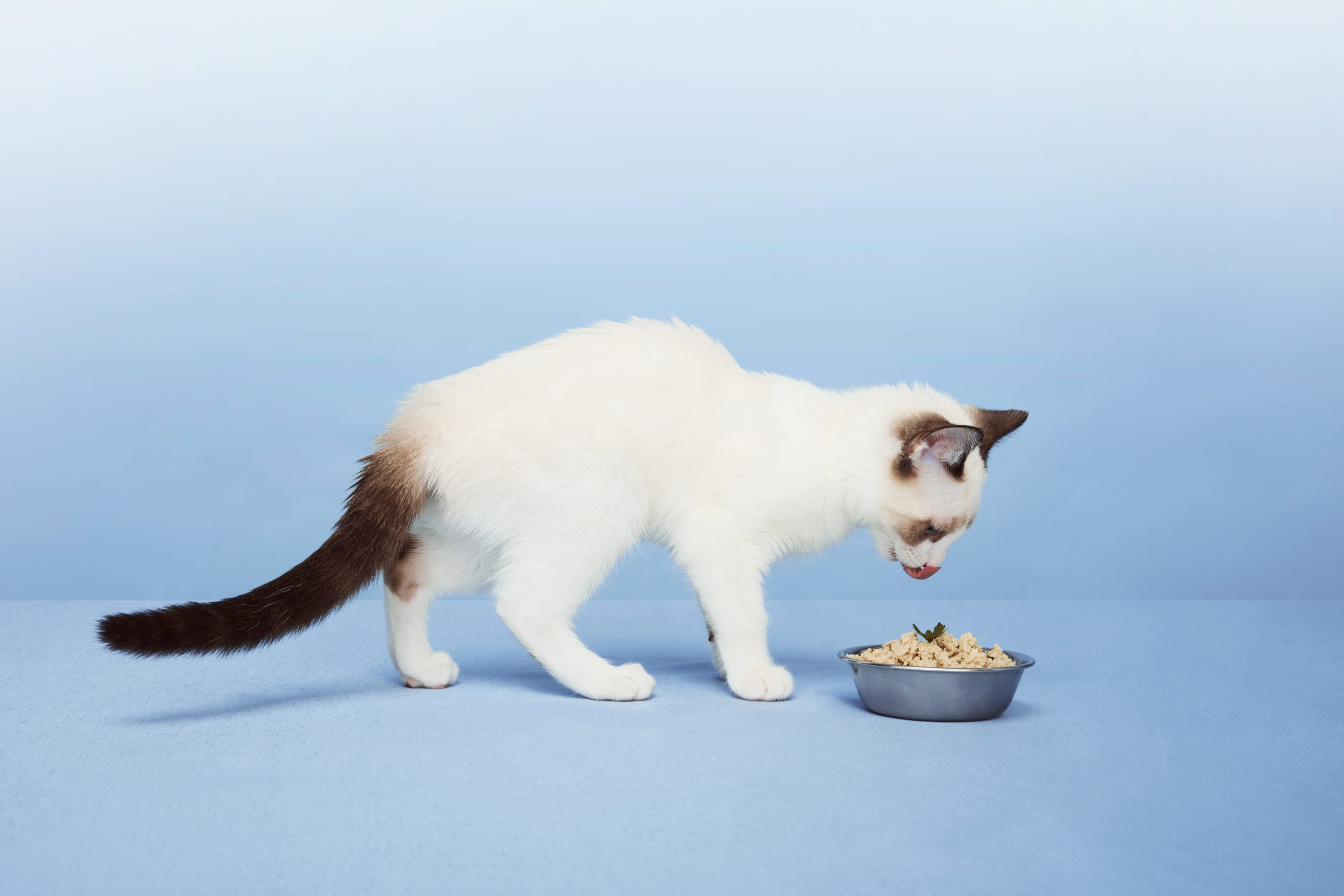 Catering To Cats (And Their Owners) With Customized Pet Food Plans