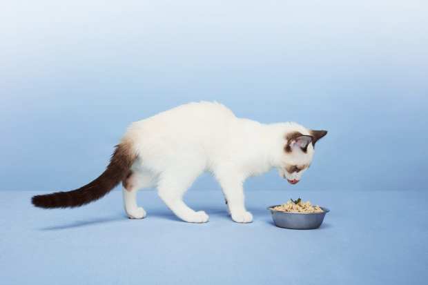 Catering To Cats With Customized Pet Food Plans