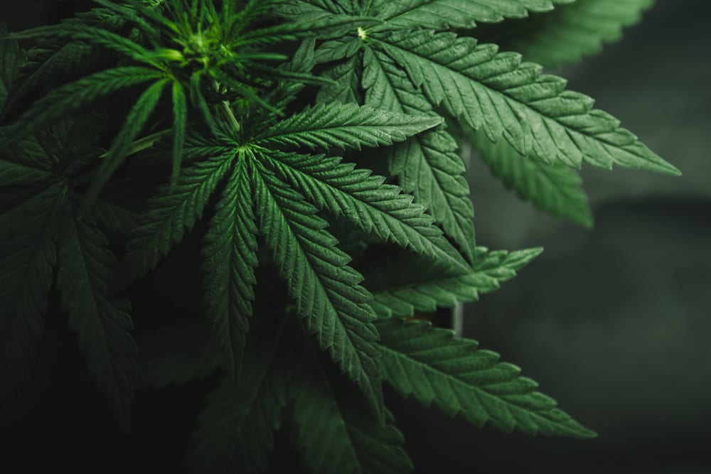Why The SAFE Banking Act Won’t Solve All Cannabis’ Payment Problems