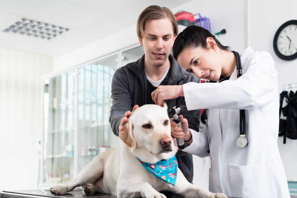 Scratchpay On Vet Industry Financial Tricks