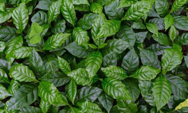 Upturning Caffeine Overload With Upcycled Tea Subscriptions