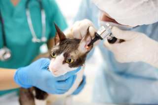 Scratchpay: Teaching An Old Veterinary Industry New Payments Tricks