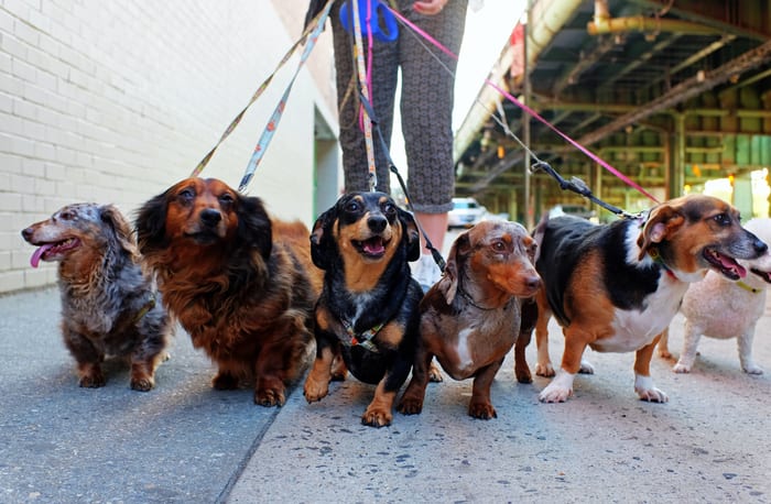 wag startup