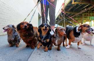 SoftBank Parts Ways With Dog-Walking Startup Wag