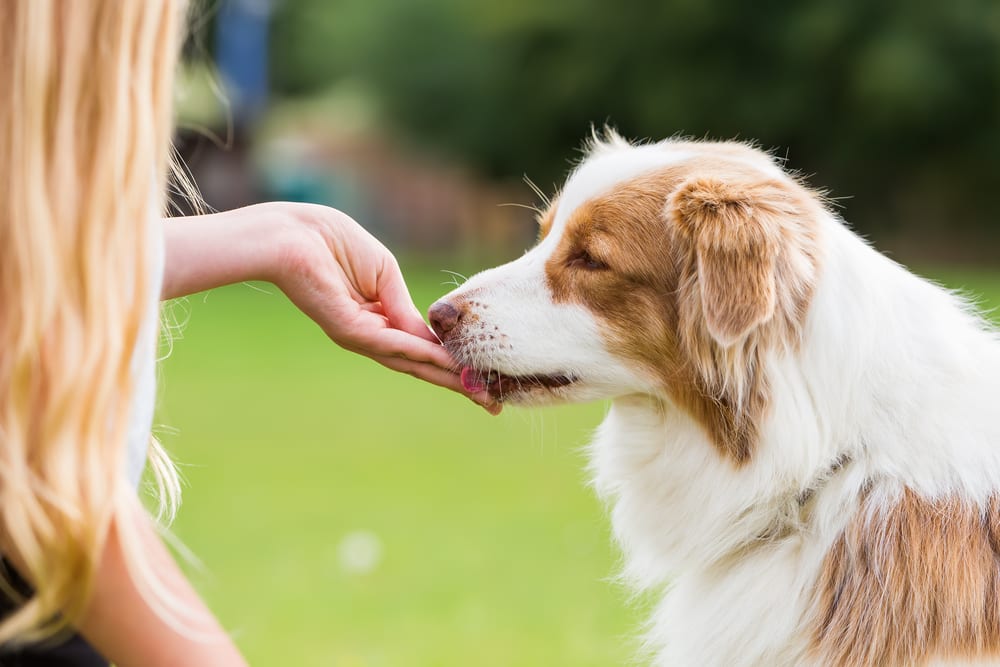 Upcycling Dog Treats Into Sustainable Snacks With eCommerce