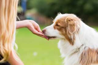 Upcycling Dog Treats Into Sustainable Snacks With eCommerce
