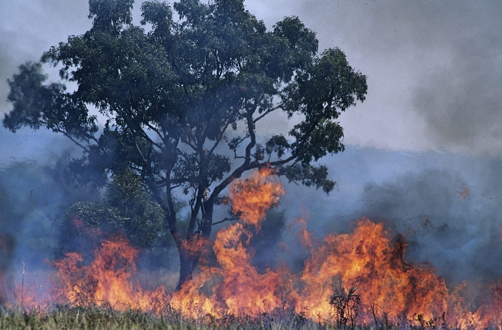 Afterpay, Red Cross Team To Collect Donations For Australia Fires