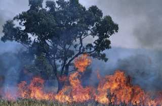 Afterpay, Red Cross Team To Collect Donations For Australia Fires