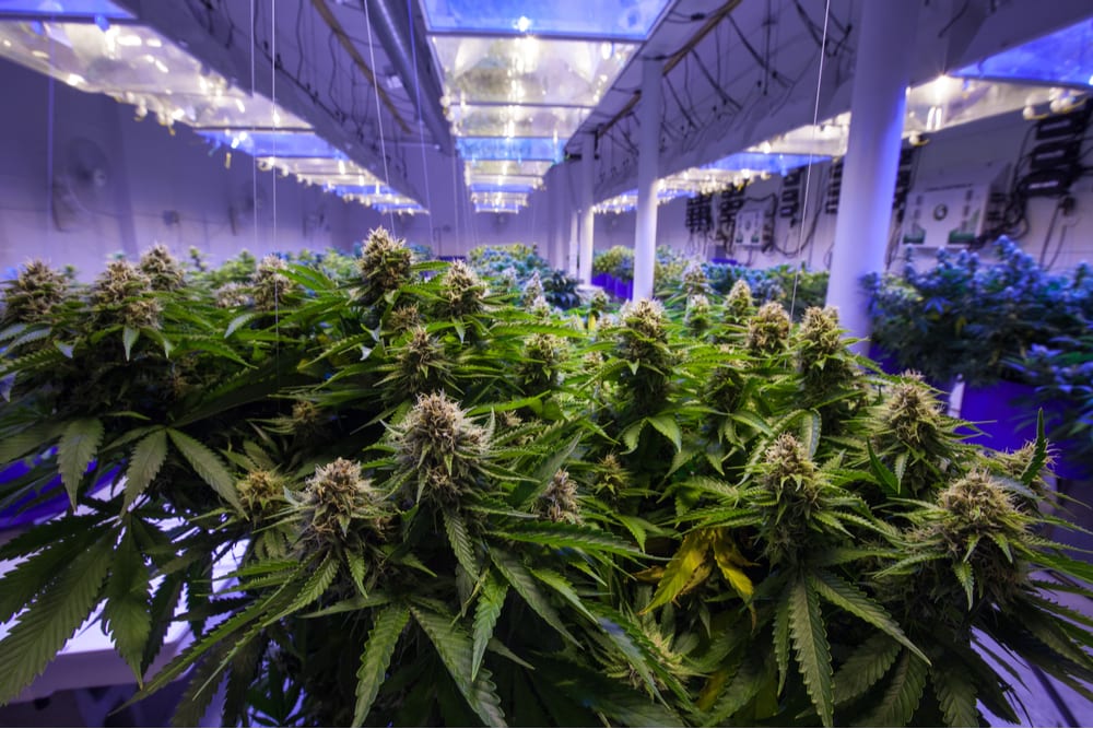 Cannabis Co MedMen Forced To Offer Shares To Vendors Amid Cash Crunch