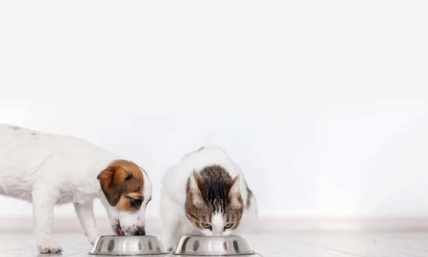 Pet Food Sales Spike During Coronavirus Scare