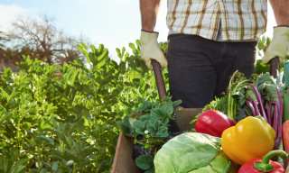 Feeding The Food Supply Chain: How COVID-19 Is Changing Farming Nationwide