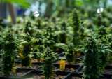 Cannabis Firms Optimistic About Legalization After Being Deemed ‘Essential’