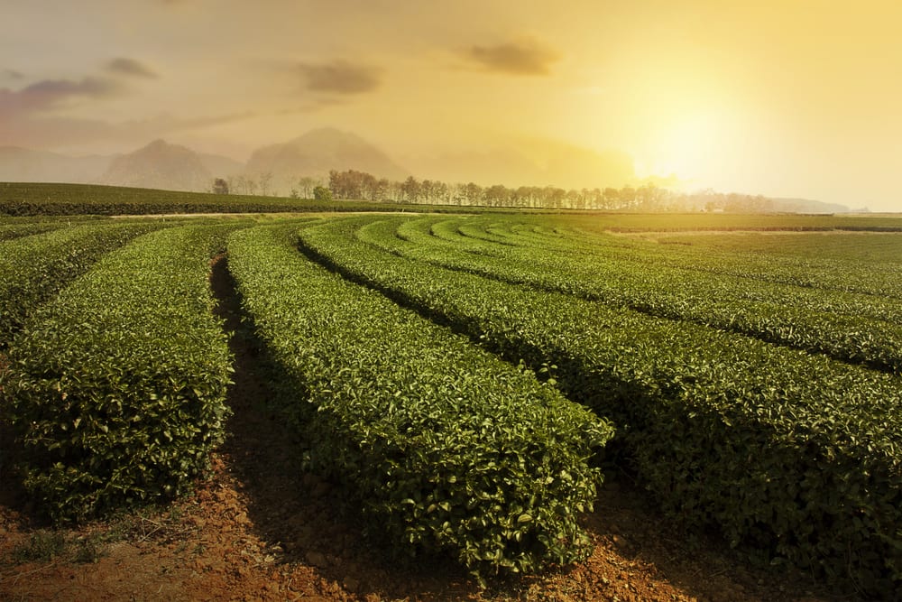 An Ecosystem Approach To Financial Inclusion For India’s Smallest Farmers