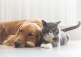 Pandemic Leads D2C Pet Brands To Navigate Digital Shift