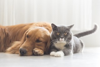 Pandemic Leads D2C Pet Brands To Navigate Digital Shift