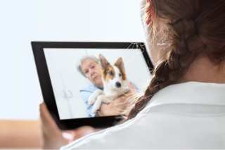 How Telemedicine Is Going To The Dogs (And Cats, Too)