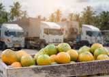 How AP Tools Help Small Fruit Importer-Exporters Grow