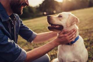 Pet Spend Shifts Online With Pandemic