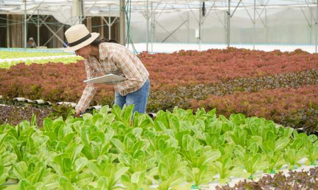 Mastercard Uses Blockchain To Innovate AgTech