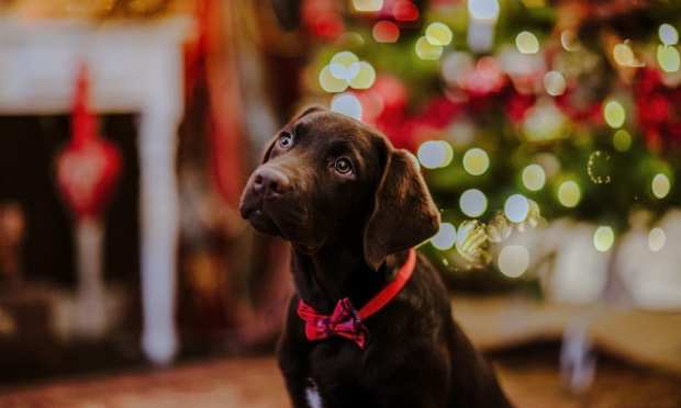 Pet Scams Rise As Holiday Buyers, At-Home Workers Seek New Pets