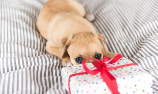 BarkBox To Go Public Via SPAC At $1.6 Billion Valuation