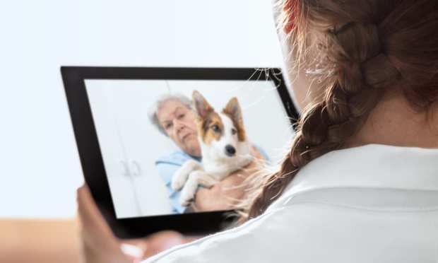 Telehealth Is Going To The Dogs (And Why That’s Good News)