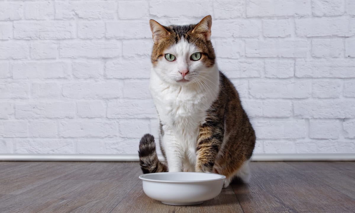 Celebrity Pet Food Brand ‘Made By Nacho’ Rolls Out Via eCommerce