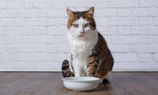 Celebrity Pet Food Brand ‘Made By Nacho’ Rolls Out Via eCommerce