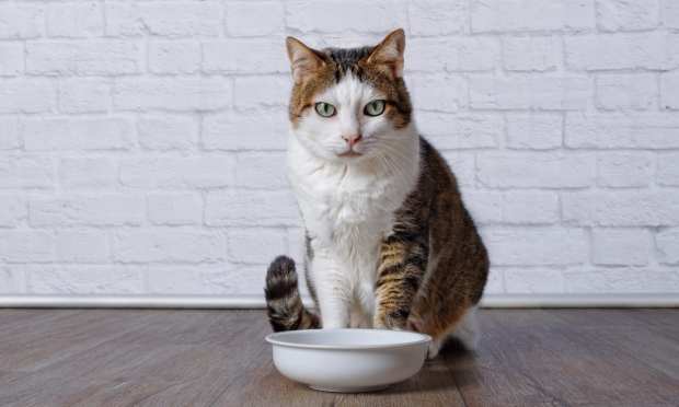 Celebrity Pet Food Brand ‘Made By Nacho’ Rolls Out Via eCommerce