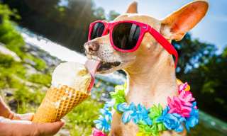 Brands Connect To The DogEconomy