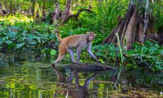 Pong-Playing Primates And Other Highlights From A Week Of Monkey Business