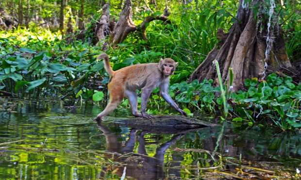 Pong-Playing Primates And Other Highlights From A Week Of Monkey Business