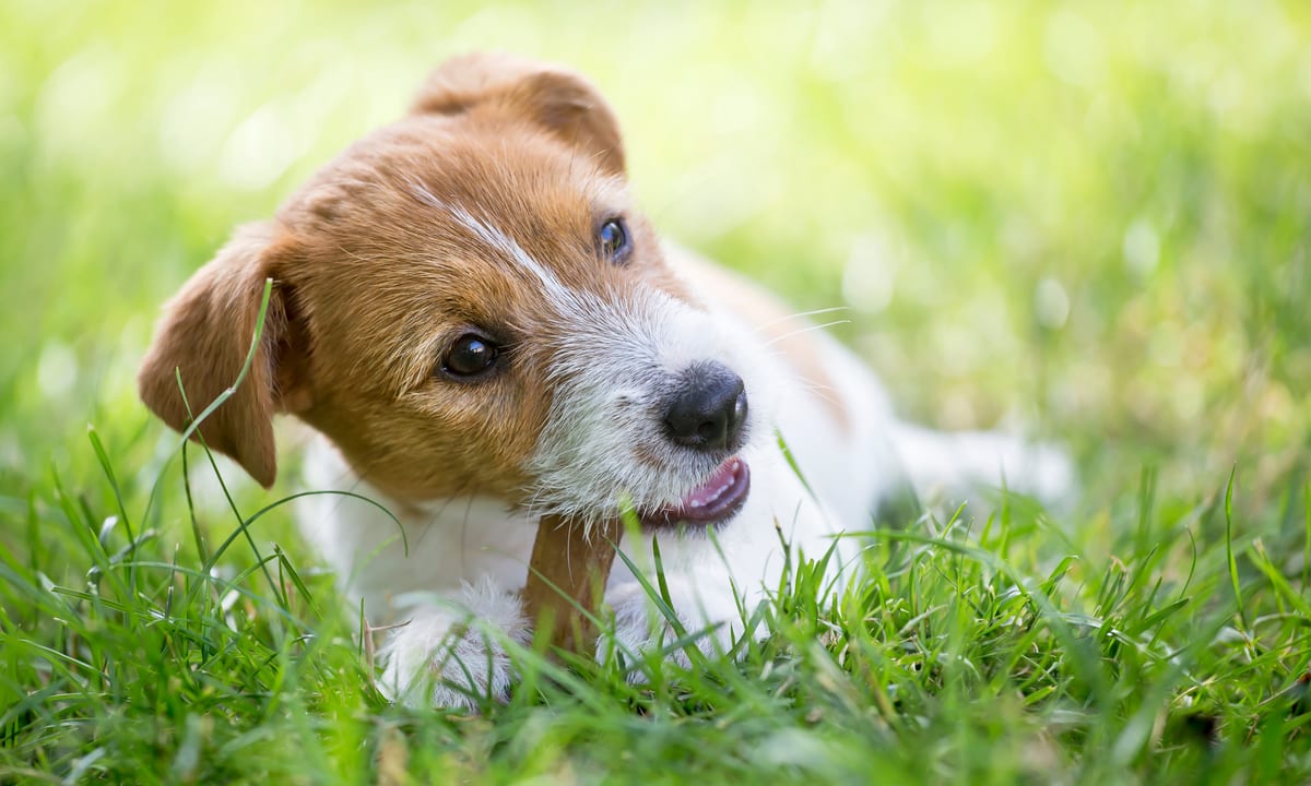 General Mills To Buy Tyson Pet Treats Division For $1.2 Billion