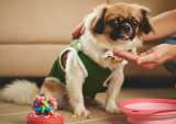 The Rise Of Pet Care, Retail Brands And Digital Ordering