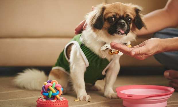 The Rise Of Pet Care, Retail Brands And Digital Ordering
