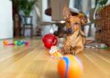 Dogonomics: From Mass Retailers To D2C Startups, Pet Care Is Booming