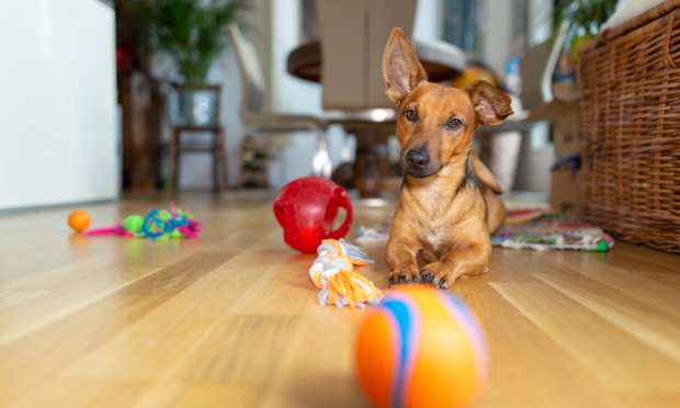 Dogonomics: From Mass Retailers To D2C Startups, Pet Care Is Booming