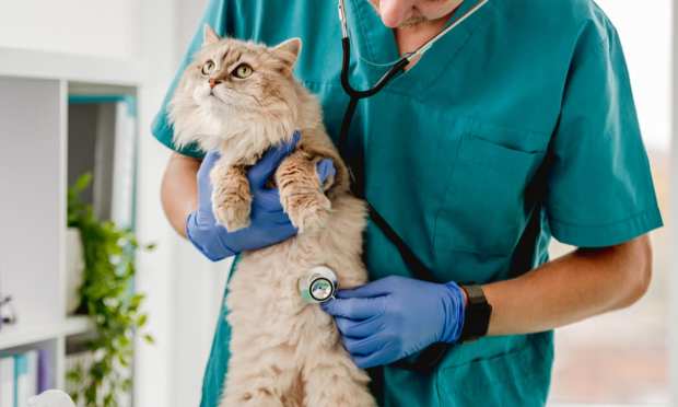 JAB Pet Care Conglomerate May Go Public